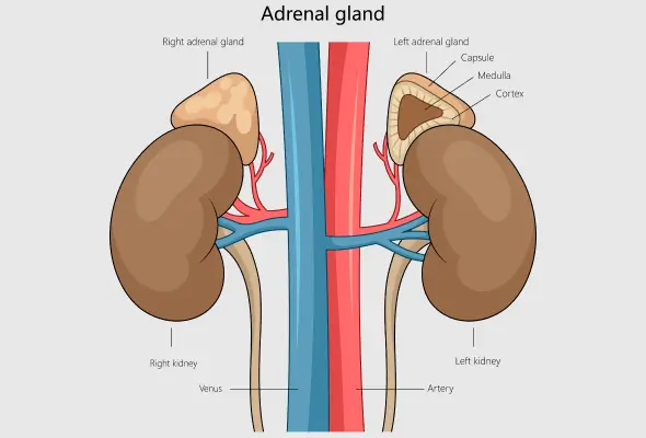 Adrenal Cancer